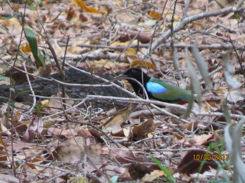 Image of Rainbow Pitta