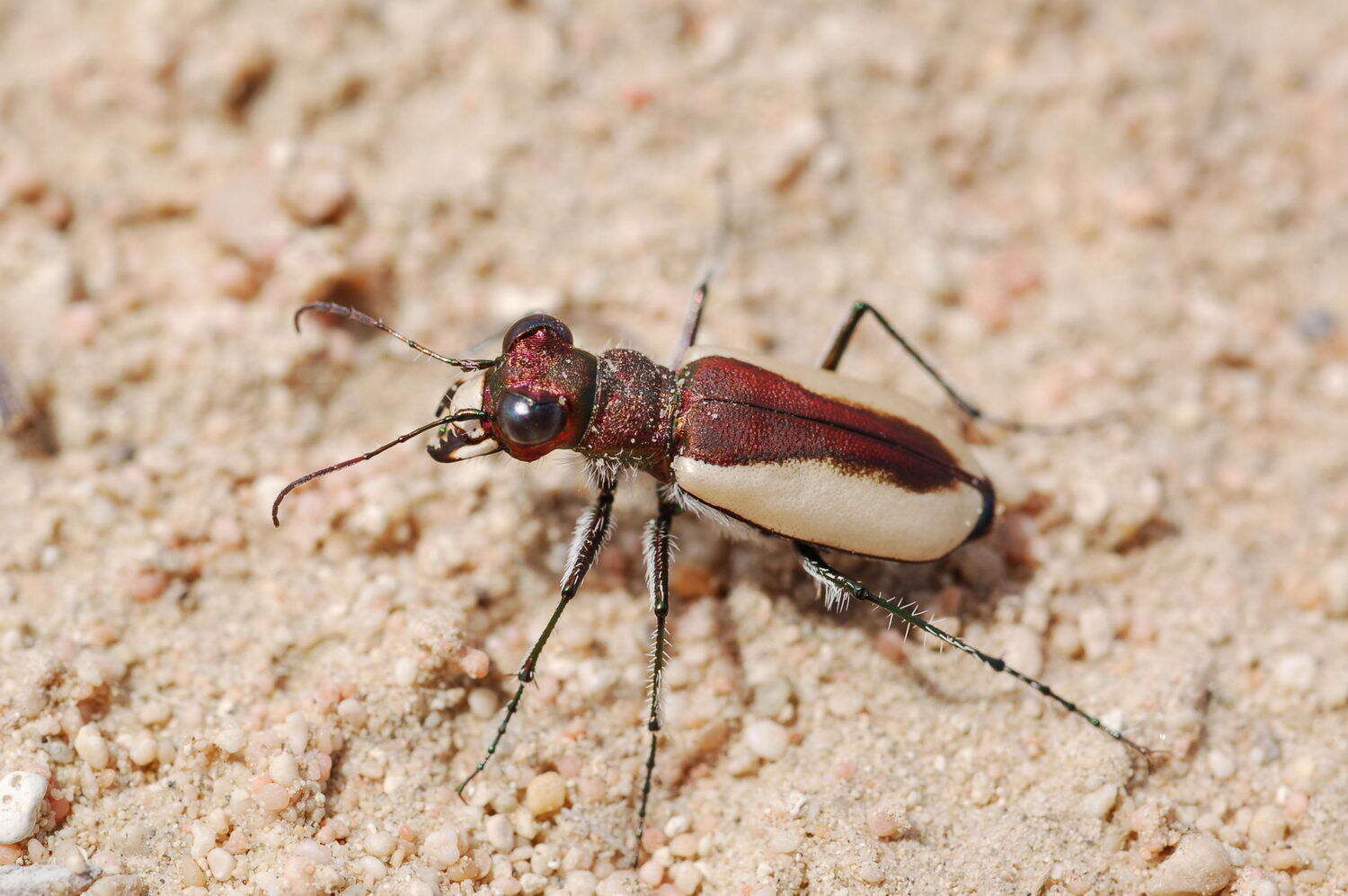 Image of Cicindela (Cicindela) lacteola Pallas 1776