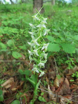 Слика од Platanthera mixta Efimov