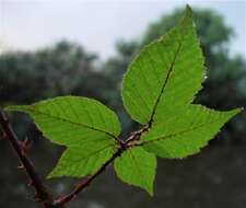 Image of Rubus adspersus Weihe ex H. E. Weber