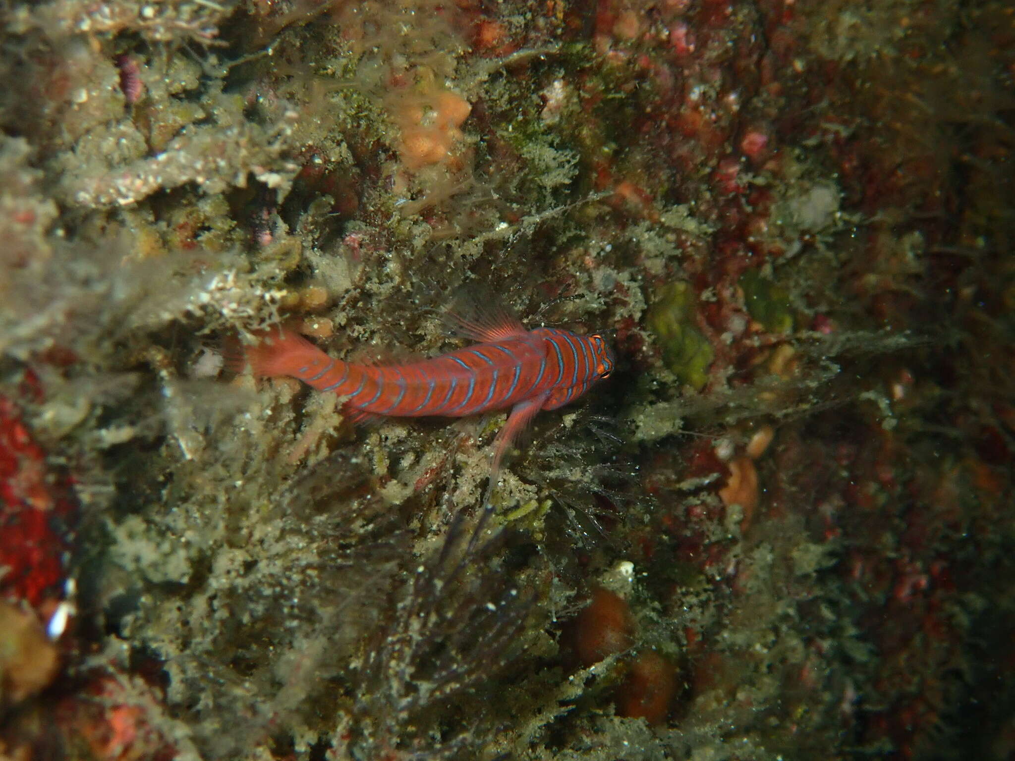 Image of Zebra goby