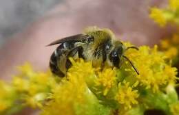 Image of Aster Andrena