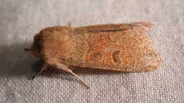 Image of blossom underwing