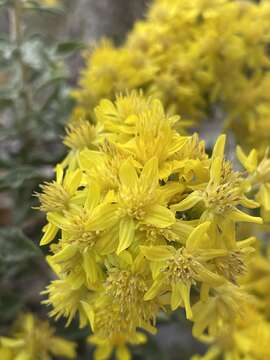 Image de Ericameria obovata (Rydb.) G. L. Nesom