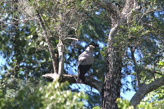 Image of Madagascan Harrier-Hawk