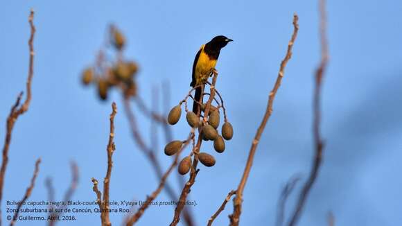 Image of Black-cowled Oriole