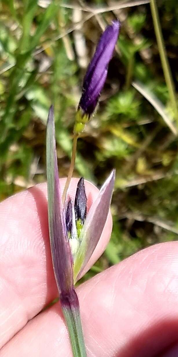 Image of Hitchcock's Blue-Eyed-Grass