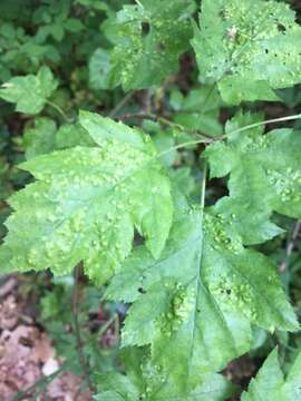 Image of <i>Eriophyes torminalis</i> Nalepa 1926