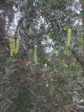 Imagem de Acacia prominens A. Cunn. ex G. Don