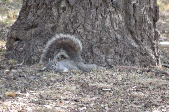 Image of Arizona Gray Squirrel