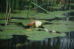 Image of Nymphaea candida C. Presl