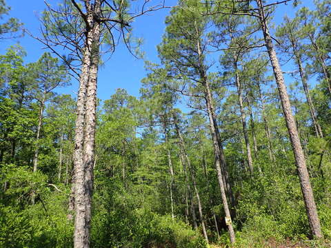 Image of Marsh Pine