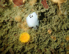 Image of Cadlina limbaughorum Lance 1962