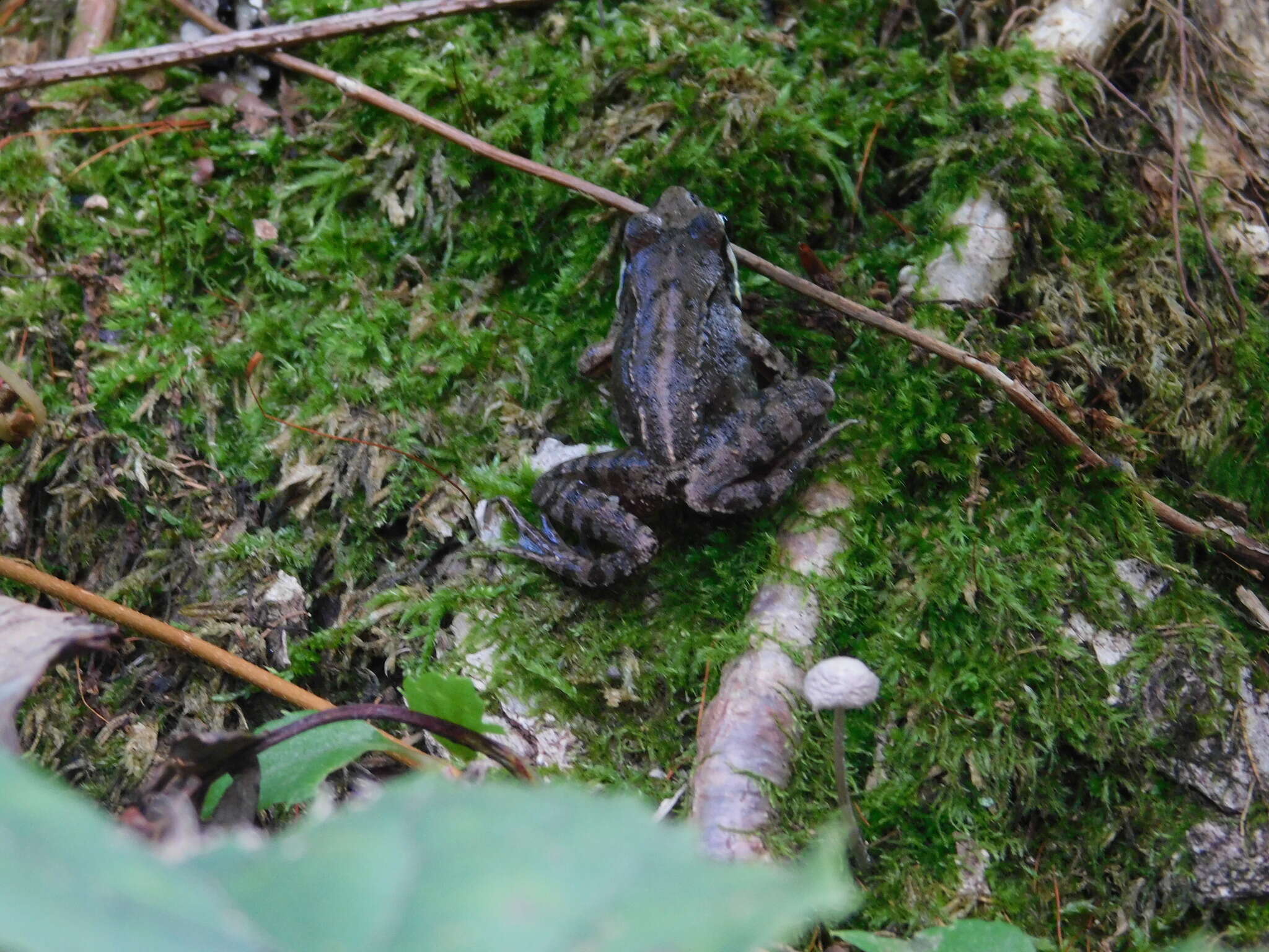 Image de Rana ornativentris Werner 1903