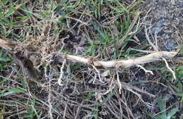 Image of cordgrass