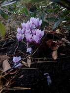 Image of Cyclamen hederifolium subsp. africanum (Boiss. & Reut.) Ietsw.