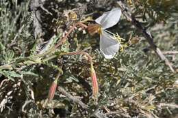 Image of pale evening primrose