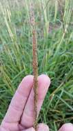 Image of Long-Spike Fluff Grass