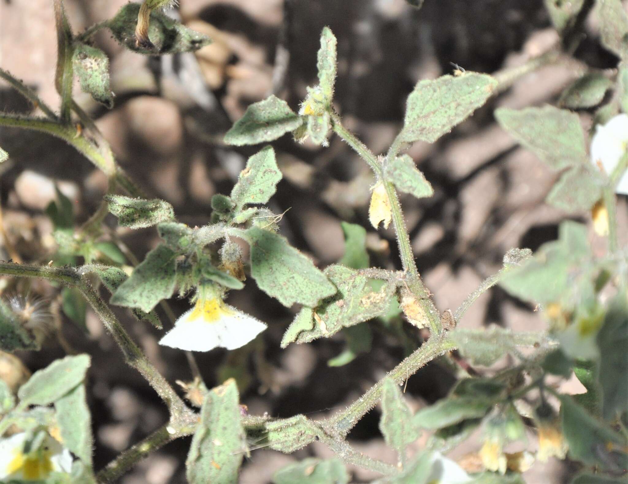 Image of Physalis patula Mill.