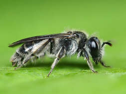 Image of Andrena viridescens Viereck 1916