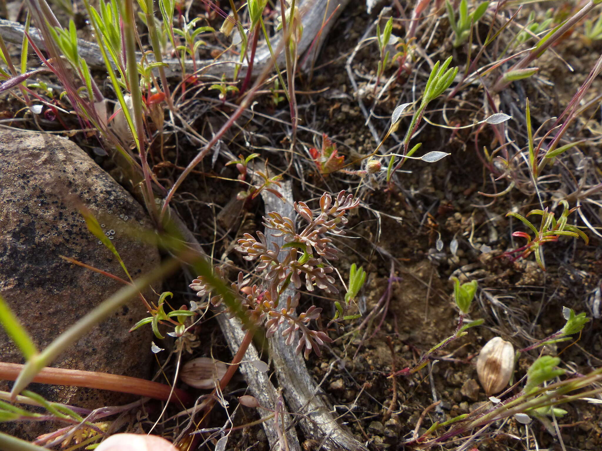 Lomatium canbyi (Coult. & Rose) Coult. & Rose resmi