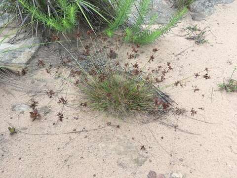 Image of Cyperus tenax Boeckeler