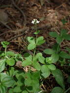 Image of Round-leaved Bedstraw