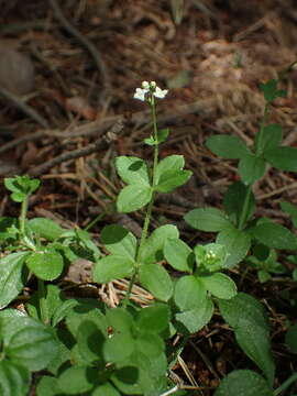 Image of Round-leaved Bedstraw