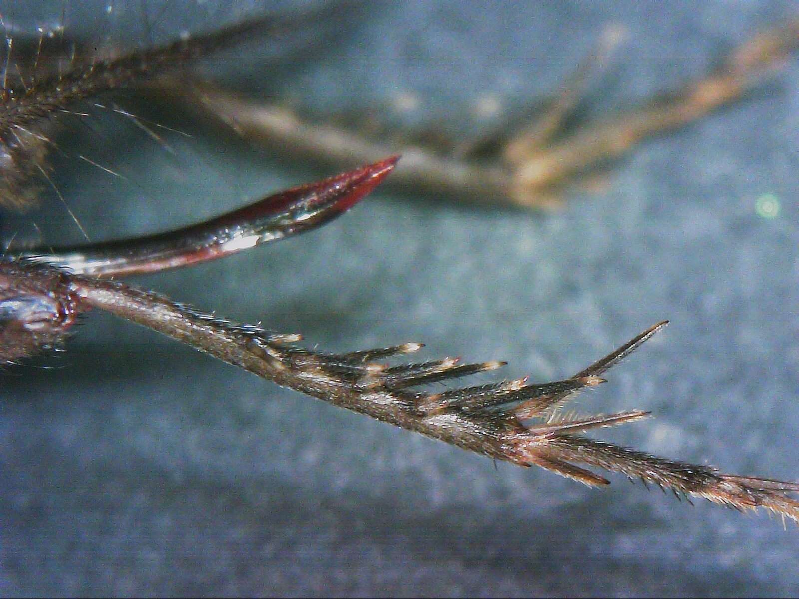 Image of Cuban Ground Cricket