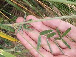 Image of Ebenus pinnata Aiton