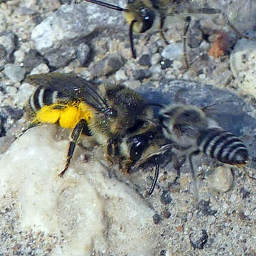 Image of Colletes compactus compactus Cresson 1868