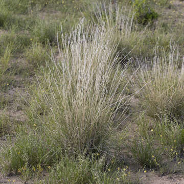 Image of Aristida nitidula (Henrard) S. T. Blake