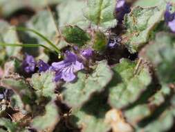 Image of Ajuga decumbens Thunb.