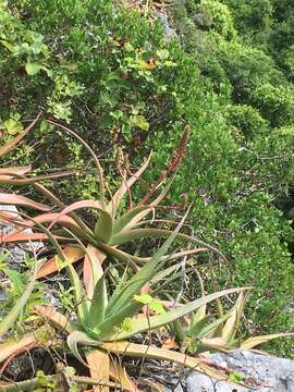 Image of Aloe suarezensis H. Perrier