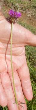 Image of compact prairie clover