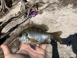 Image of Bluegill Sunfish