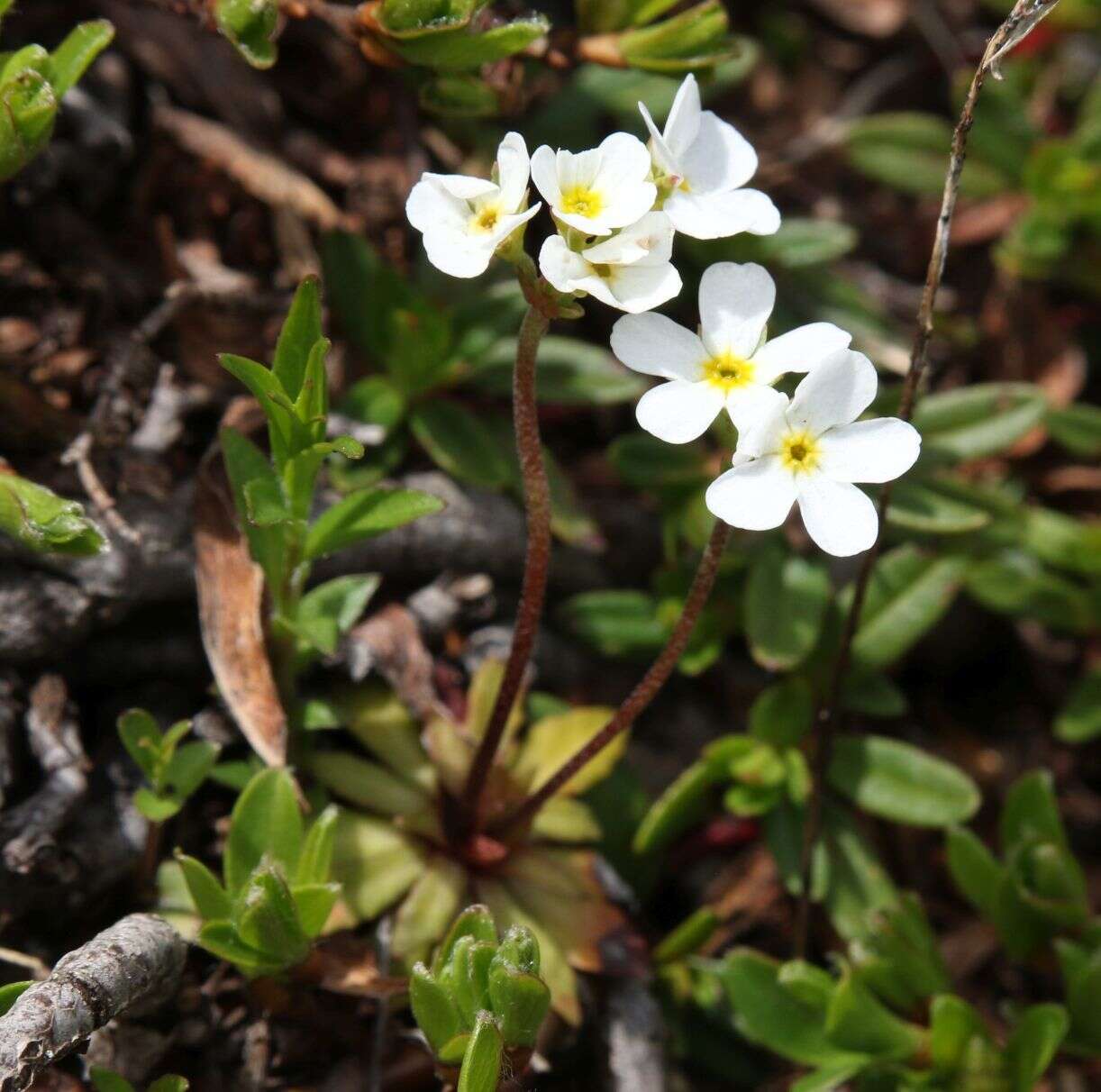 Image of Androsace obtusifolia All.