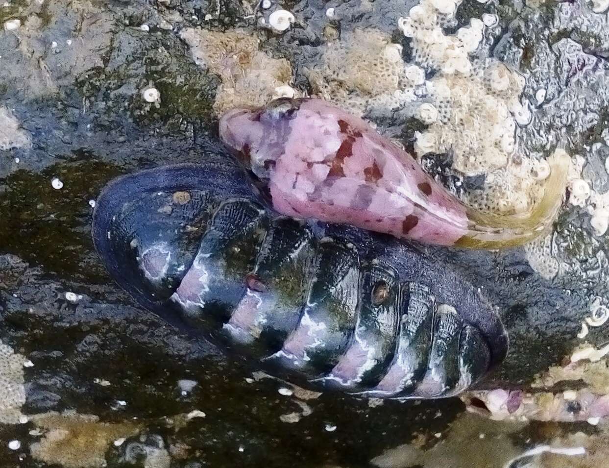 Image of Striped clingfish