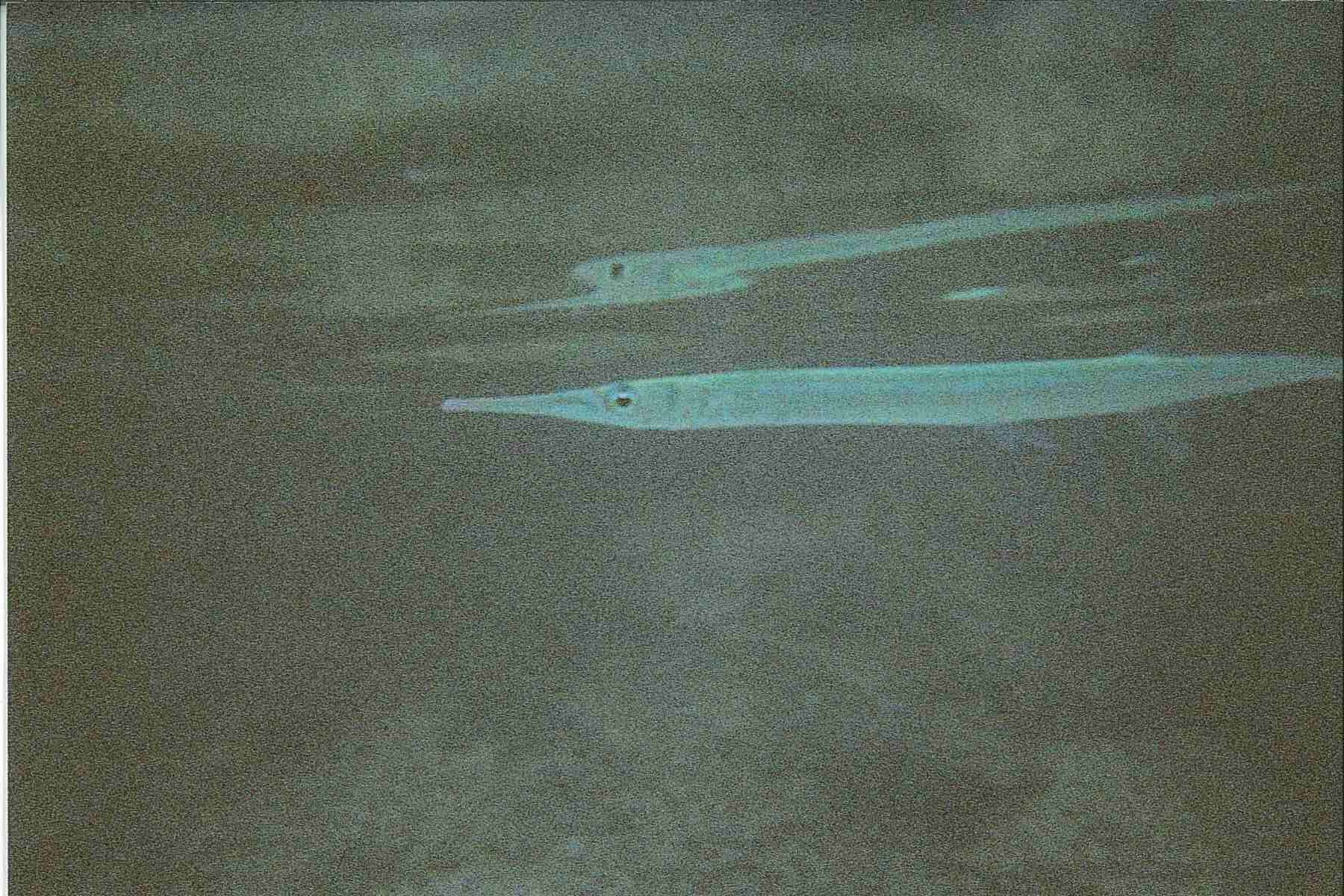 Image of Hound Needlefish