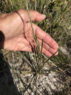 Image of Tracy's silkgrass