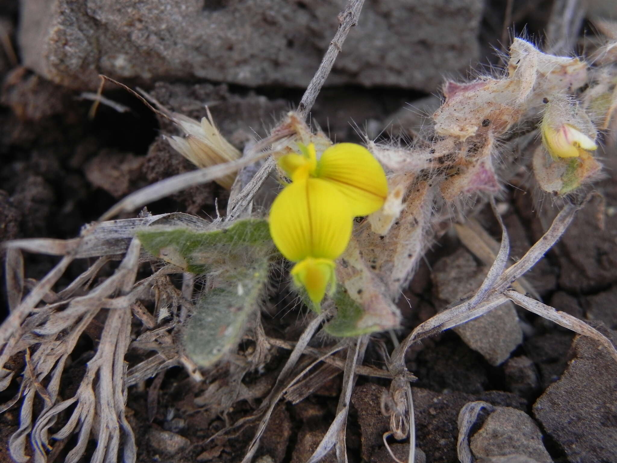 Image of Crotalaria hebecarpa (DC.) Rudd