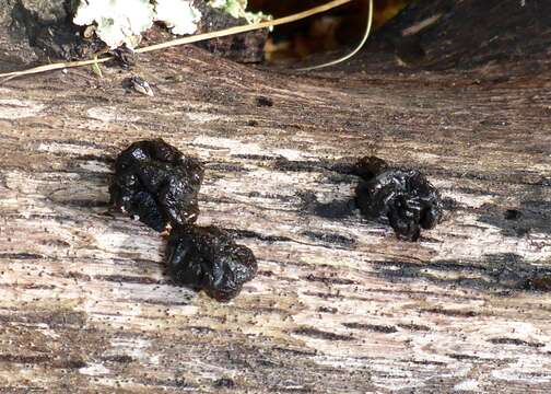 Image of Black Witches' Butter