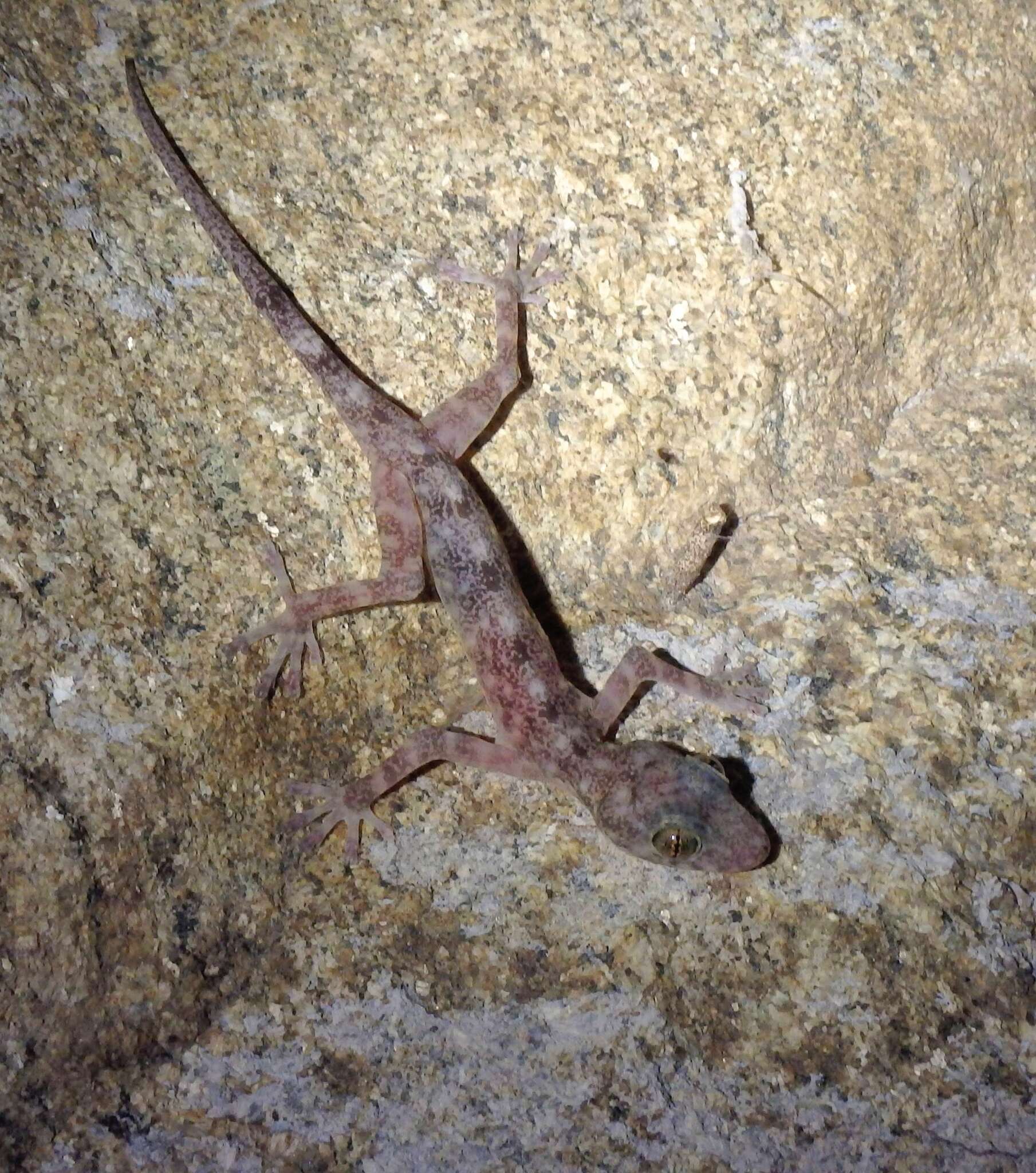 Image of Illingworth's Gecko