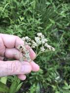 Sivun Parthenium integrifolium var. mabryanum Mears kuva