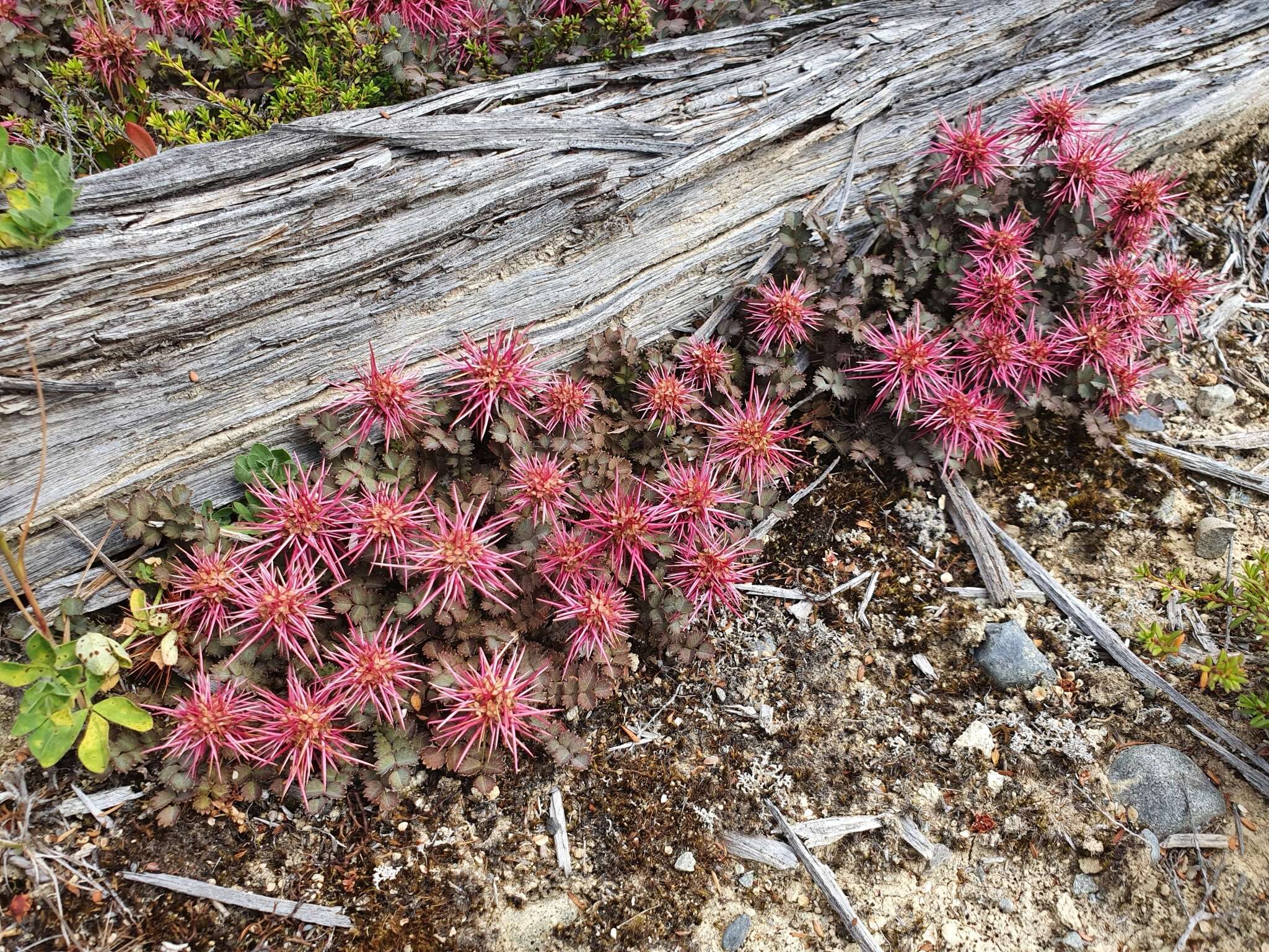 Image of Acaena microphylla Hook. fil.