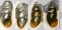 Image of Robust Pillar