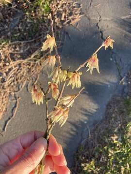 Image of Fragrant Wintersweet