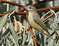 Image of Vireo gilvus swainsoni Baird & SF 1858