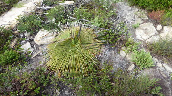 Image of Xanthorrhoea resinosa Pers.