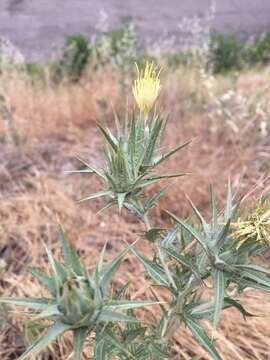 Image of woolly distaff thistle